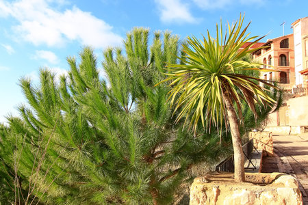 palm tree with pine trees and some buildings behindの写真素材