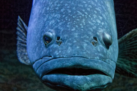 huge fish cold water blueishの写真素材