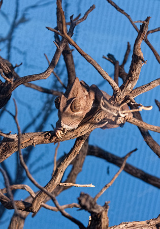 chameleon enters the branches of a treeの写真素材