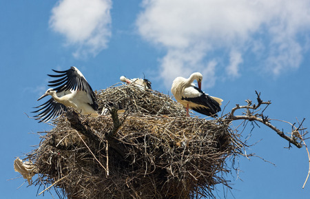 Storks in the nestの写真素材