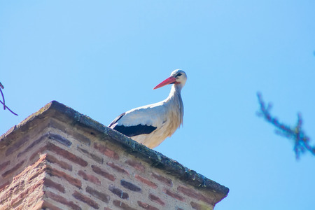 Stork rise to the top of a brick chimneyの写真素材