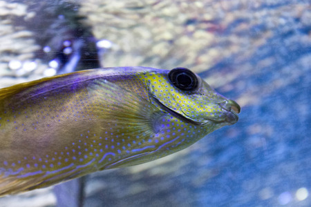 tropical fish with yellowの写真素材