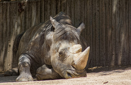 African white rhinoの写真素材