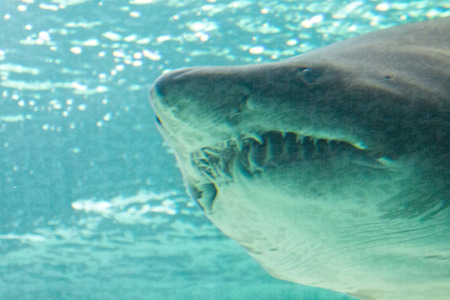 dangerous bull shark jaw hugeの写真素材