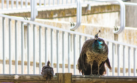 Peacock mother Togetherwith her ââchickの写真素材