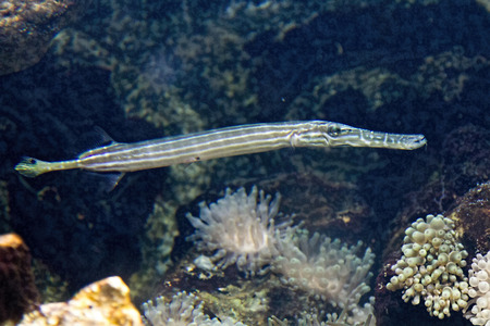 pretty colored tropical fishの写真素材