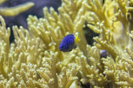 pretty colored tropical fish