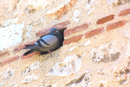 inn pigeon in a hole in the wallの写真素材