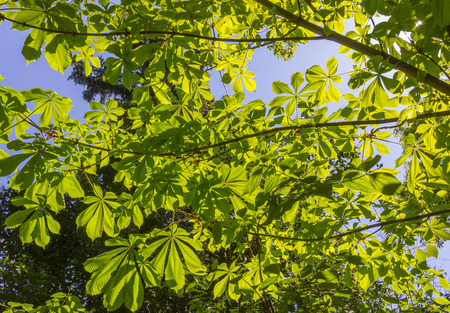 leaves and thorny branches of a treeの写真素材