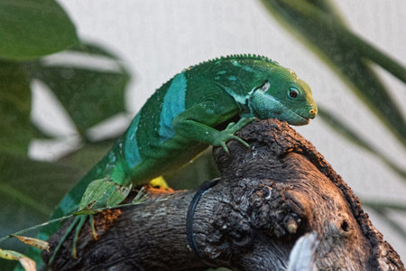 nice lizard jungle areas with green tonesの写真素材