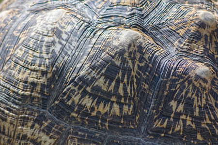 detail of the shell of the turtle Rams