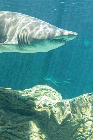 dangerous bull shark jaw hugeの写真素材