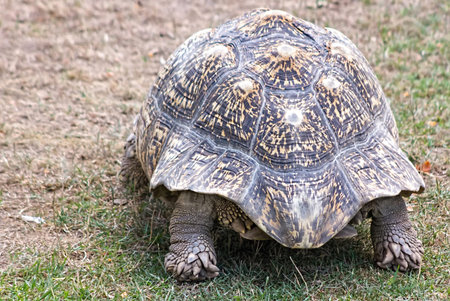 gorila de espalda gris comiendo de una ramaの写真素材