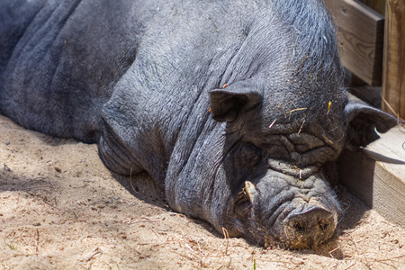 pork in blackの写真素材