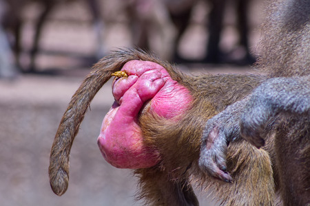 detail pink ass baboonsの写真素材