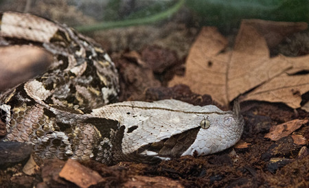 jungle Green Snakeの写真素材