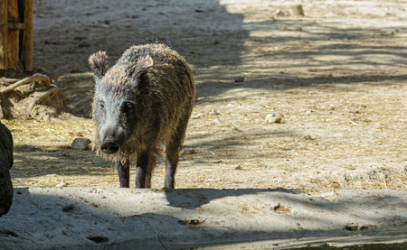 European wild boarの写真素材