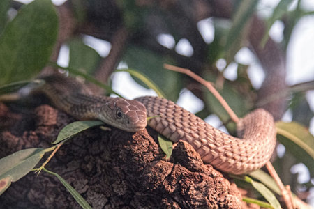 jungle Green Snake