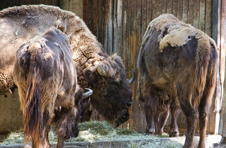 American Buffalo, moving winter hairの写真素材