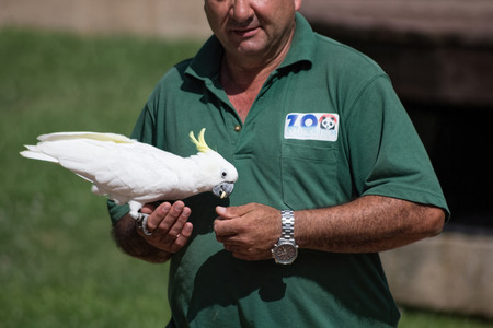 MADRID, SPAIN - JULY 10: exotic birds for training carers July 10, 2014 in Madrid Spainのeditorial素材