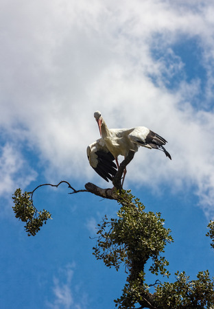 storks on a treeの写真素材