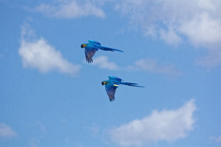 blue parrots with yellow casing in flight