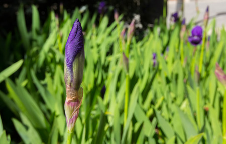 purple flowers in a gardenの写真素材