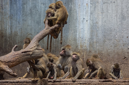 family of baboons jueganen a treeの写真素材