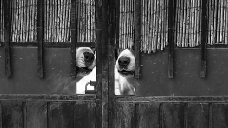 two dogs barking through the holes in a doorの写真素材