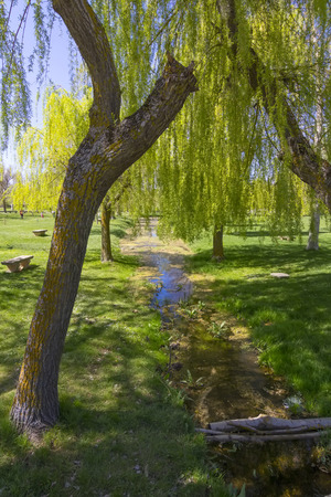 weeping, on a green meadow willow treeの写真素材