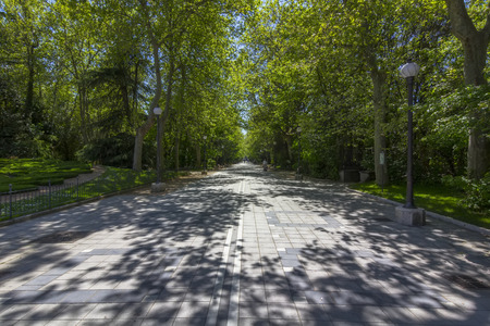 flooring walk among large treesの写真素材