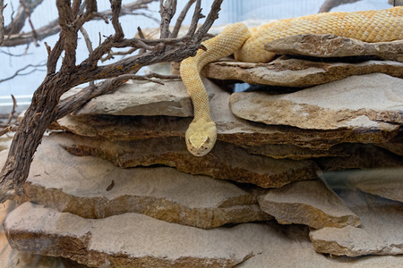 snake in desert areasの写真素材