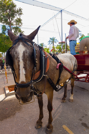 ANDUJAR,SPAIN - September, 6: Participants in the fair of the horse walk on their carriages Andalusian style and typical costume on September, 6, 2014 in Andujar, Spainのeditorial素材
