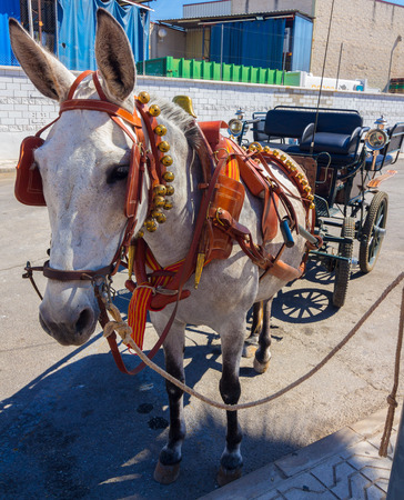 beautiful horse pulling a carriage bells and participate in the famous Andalusian Horse Fair Andujar, Spainのeditorial素材
