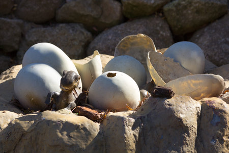 Newly hatched dinosaur eggsの写真素材