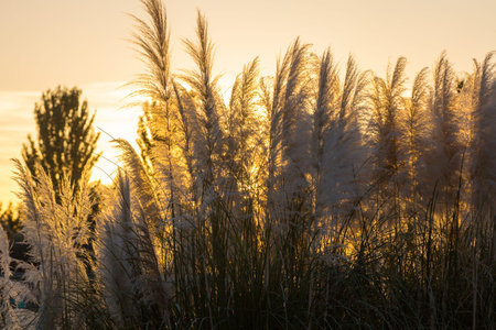 Cortaderia selloanaの写真素材