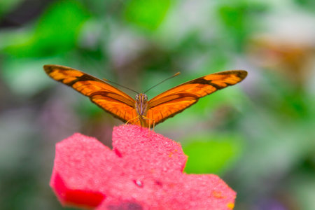 Pretty butterfly with orange and black colors