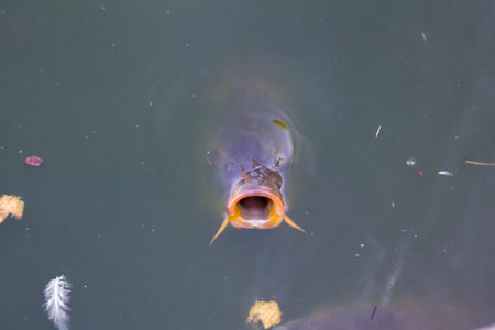 huge fish with open mouth on the surface waiting for food (Pangasius sanitwongsei)