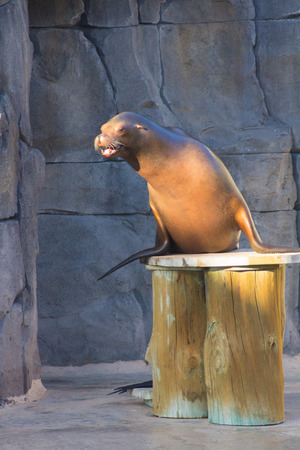 Sea Lion doing funny things (Zalophus californianus)の写真素材
