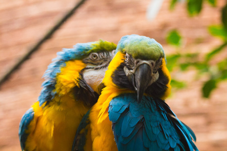 pareja de Guacamayo Azul y Amarillo (Ara Ararauna)の写真素材