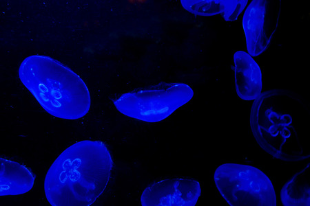 Common jellyfish (Aurelia aurita)の写真素材