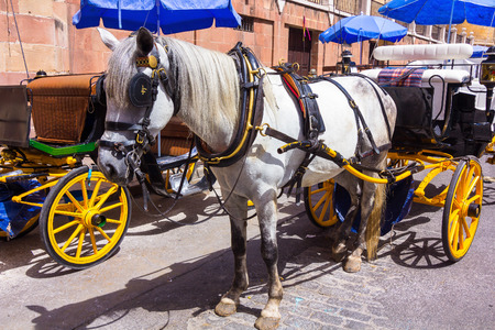 Pretty typical Andalusian horses with carriages in Seville, Spainの写真素材