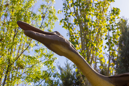flying Pteranodon dinosaur carnivoreの写真素材