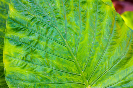 Giant Taro leaves (Alocasia)