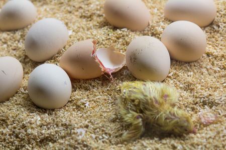 I dating newborn chick egg hen rooster (Gallus)の写真素材