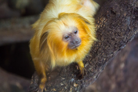 Golden lion tamarin (Leontopithecus rosalia)の写真素材