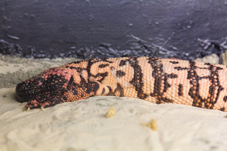 Mottled lizard Heloderma horridumの写真素材