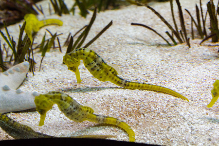 Seahorse (Hippocampus reidi)の写真素材