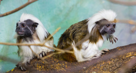 Geoffroy's marmoset  (Callithrix geoffroyi)