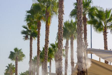 palm trees and water vaporization system for fresheningの写真素材